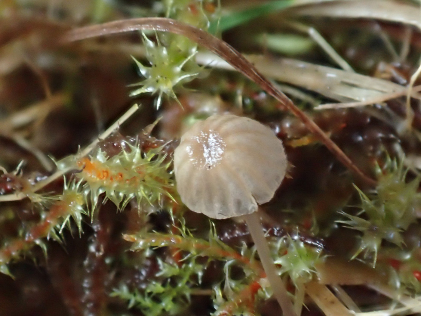 Photo © Sarah Ebdon Mycena dasypus by Sarah Ebdon